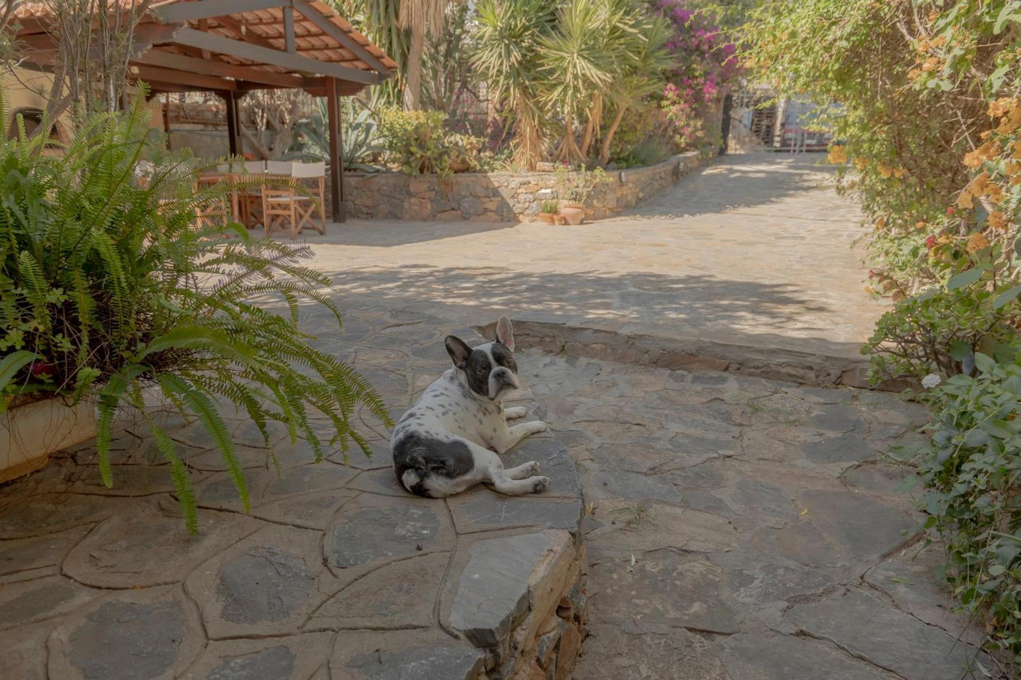Private Pet Friendly Villa Agios Nikolaos  Luaran gambar